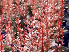 Berberys Thunberga Rosy Rocket