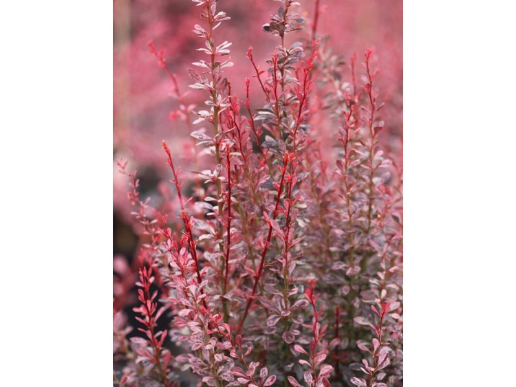 Berberys Thunberga Rosy Rocket