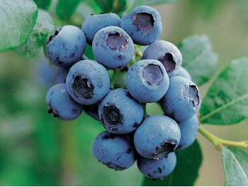 American blueberry Bluecrop