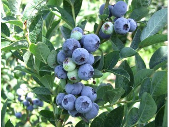 American blueberry Bluegold