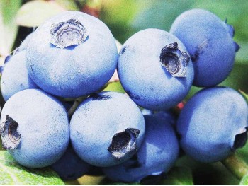 American blueberry Bonus