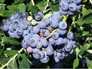 American blueberry Early Blue