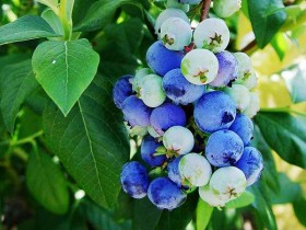 American blueberry Herbert