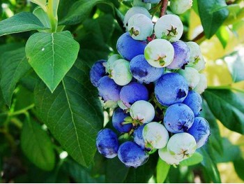 American blueberry Herbert