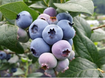 American blueberry WHOLESALE 120 pieces