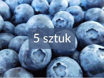 American blueberry MIX of the 5 best varieties