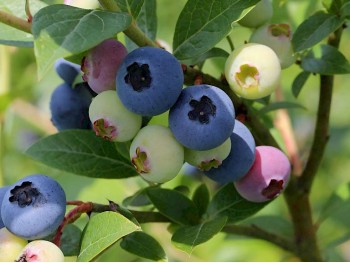 American blueberry Nelson