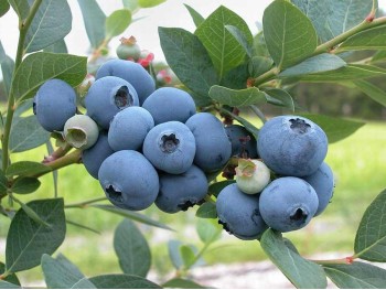 American blueberry Spartan