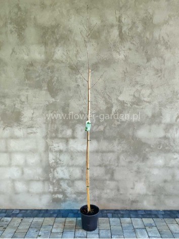 Brzoza pożyteczna Doorenbos 220cm