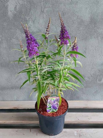 Budleja Dawida Butterfly Candy® Little Purple MOTYLI KRZEW