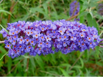 Budleja Dawida Nanho Blue MOTYLI KRZEW