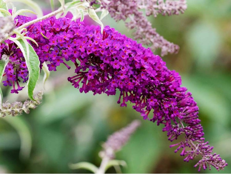 Budleja Dawida Nanho Purple MOTYLI KRZEW