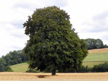 Buk pospolity (zwyczajny) XXL 300cm