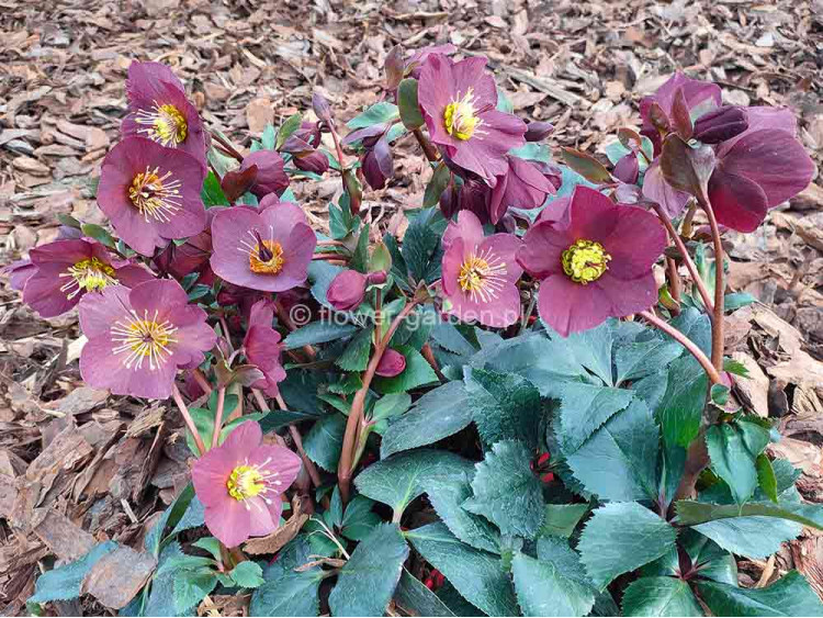 Ciemiernik HGC® Ice N' Roses 'Brunello'