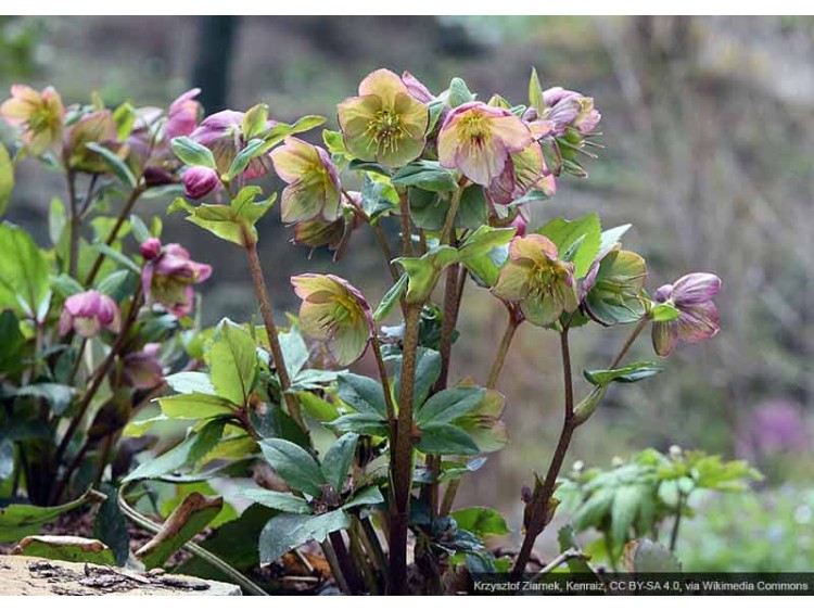 Ciemiernik HGC® Ice N' Roses 'Carlotta'