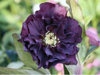 Ciemiernik orientalny Double Ellen Purple