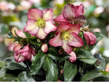 Ciemiernik HGC® Ice N' Roses 'Rosalie'