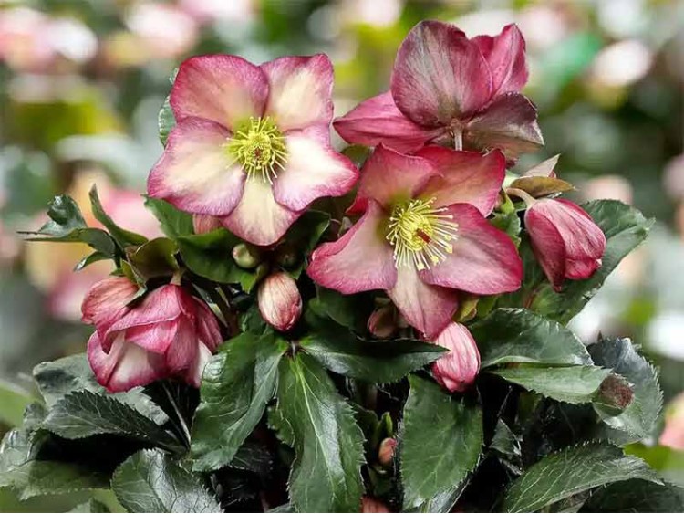 Ciemiernik HGC® Ice N' Roses 'Rosalie'