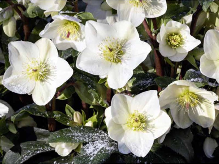 Ciemiernik HGC® Ice N' Roses 'White'