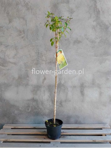 Forsycja pośrednia Goldzauber na pniu 110-130cm