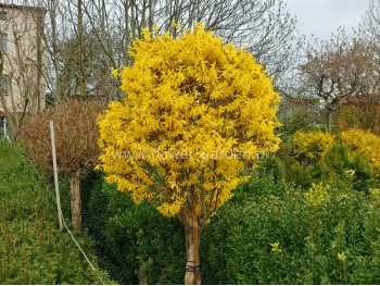 Forsycja pośrednia Goldzauber na pniu 110-130cm