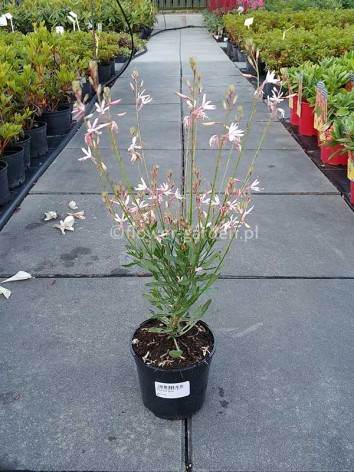 Gaura Graceful White