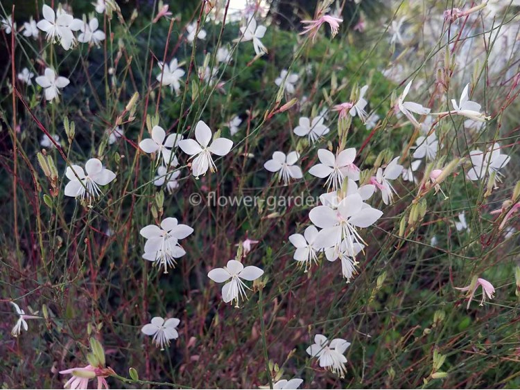 Gaura Graceful White