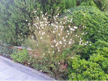 Gaura Graceful White