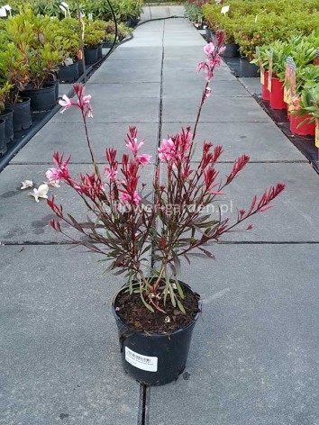 Gaura Passionate Blush