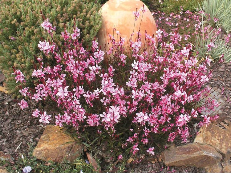 Gaura Passionate Blush