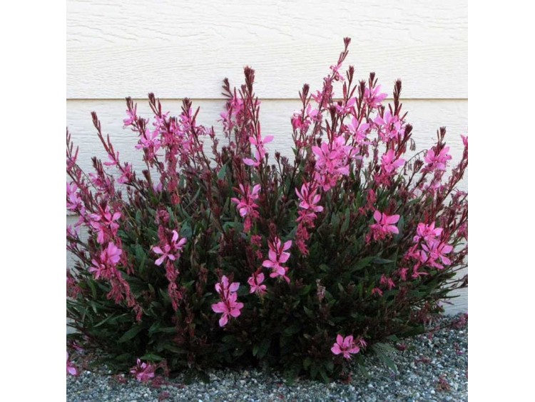 Gaura Passionate Blush