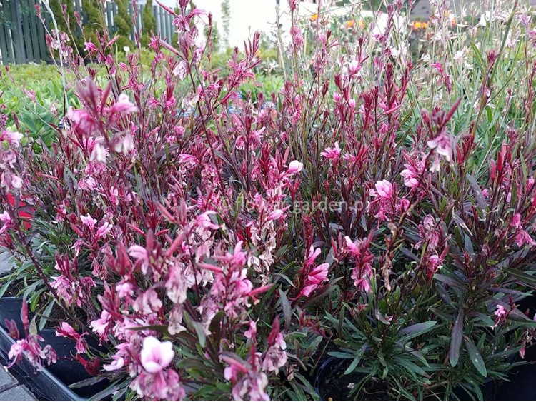 Gaura Passionate Blush