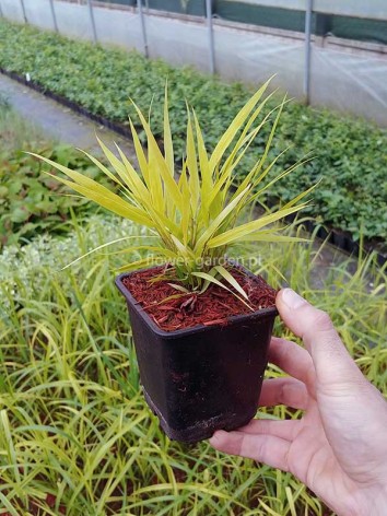 Hakonechloa smukła All Gold