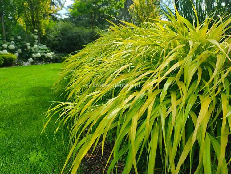 Hakonechloa smukła All Gold