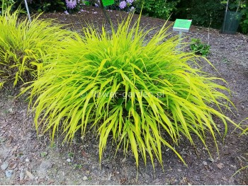 Hakonechloa smukła All Gold