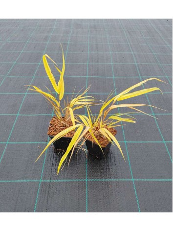 Hakonechloa smukła Aureola