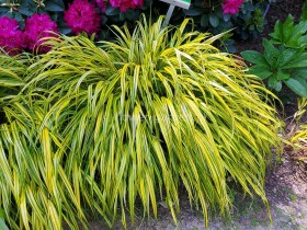 Hakonechloa smukła Aureola