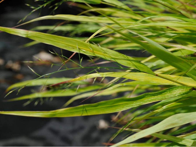 Hakonechloa smukła Beni Kaze