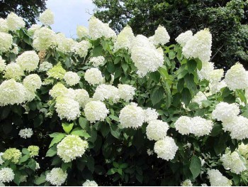 Hortensja bukietowa Grandiflora