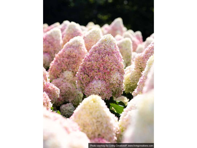 Hydrangea Living Candy Love PBR NOVELTY