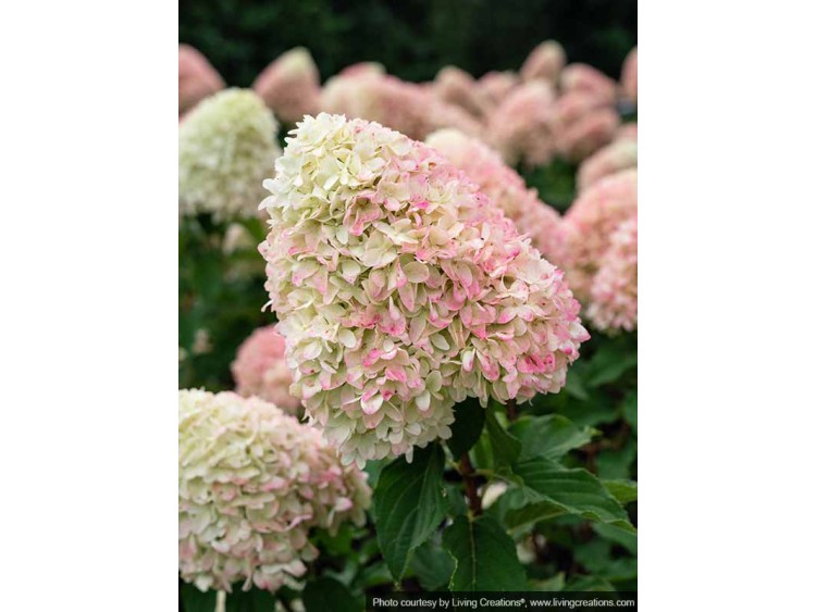 Hydrangea Living Candy Love PBR NOVELTY