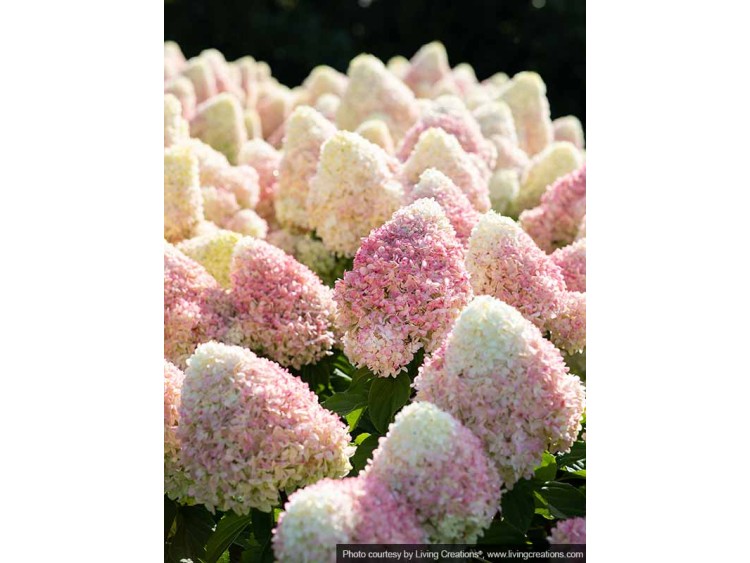 Hydrangea Living Candy Love PBR NOVELTY