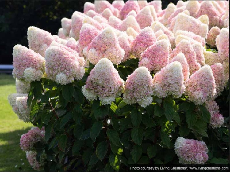 Hydrangea Living Candy Love PBR NOVELTY