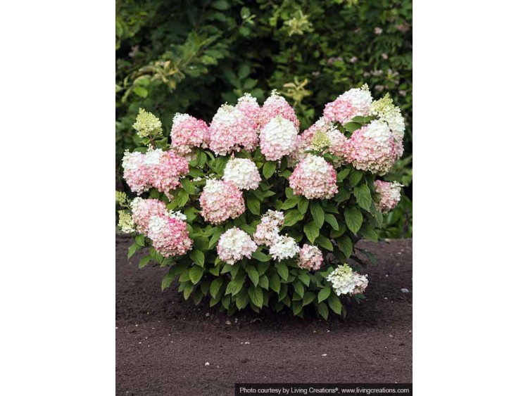 Hydrangea Living Colourful Cocktail PBR NOVELTY