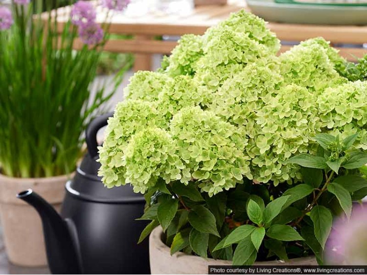 Hydrangea Living Little Apple PBR NOVELTY