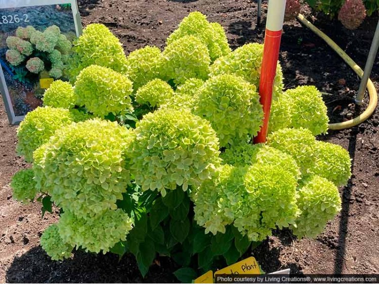 Hydrangea Living Little Apple PBR NOVELTY