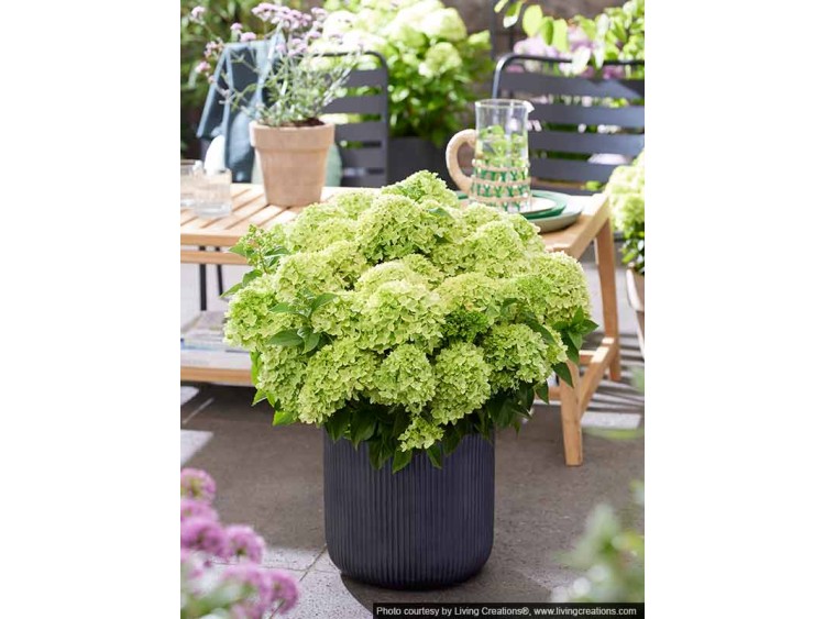 Hydrangea Living Little Apple PBR NOVELTY