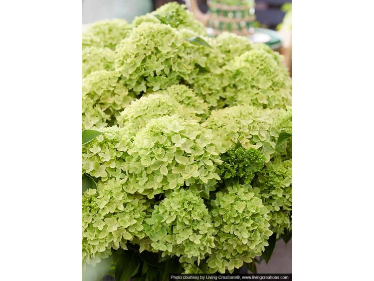 Hydrangea Living Little Apple PBR NOVELTY