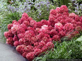 Hydrangea Living Little Rosy PBR NOVELTY