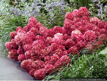 Hydrangea Living Little Rosy PBR NOVELTY